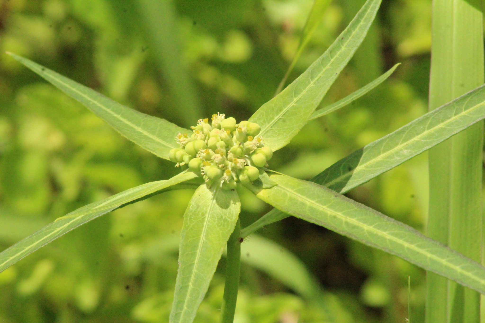 Euphorbia heterophylla
