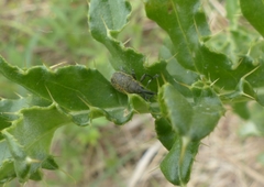 Larinus sturnus