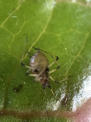 Uroleucon sonchi