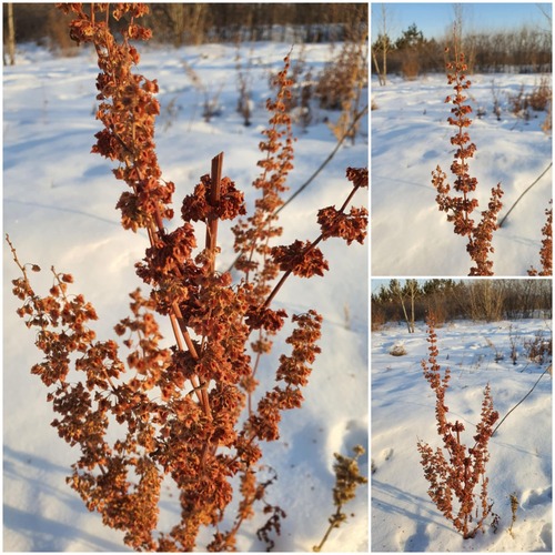 Narrowleaf Dock (Rumex stenophyllus)