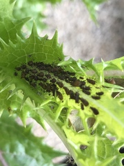 Uroleucon sonchi