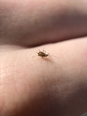 Uroleucon sonchi