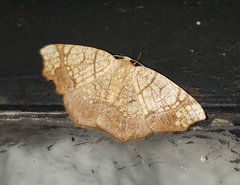 Nematocampa