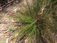 Juncus pauciflorus, photograph (c) Elspeth Swan, some rights reserved (CC BY)
