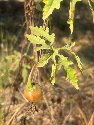 Alamo vine