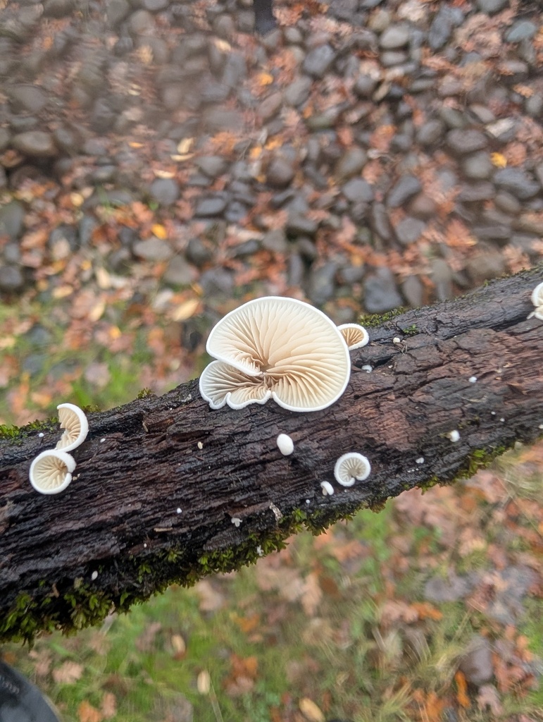 Clitopilus hobsonii
