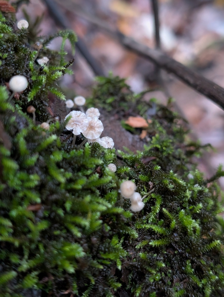 Phloeomana speirea · December 2025 · photo: © slo51001 (iNaturalist, cc-by)
