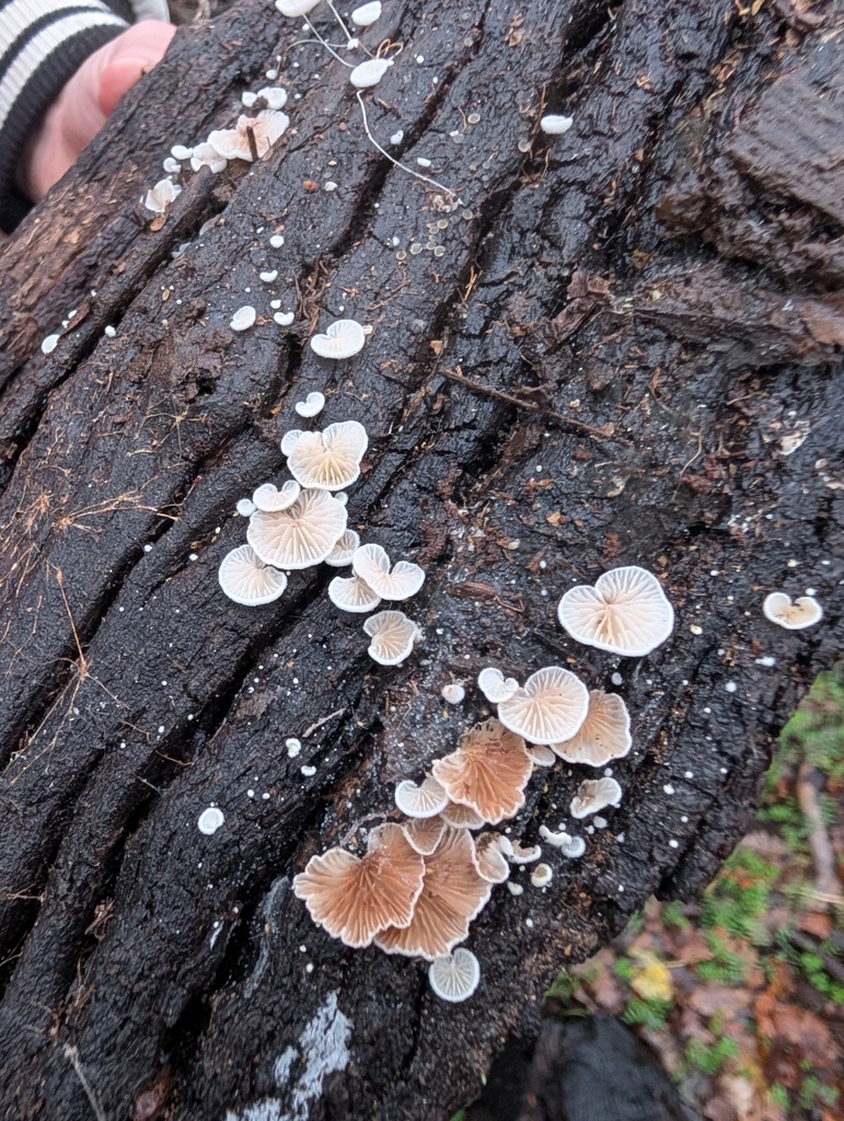 Clitopilus hobsonii · December 2025 · photo: © slo51001 (iNaturalist, cc-by)