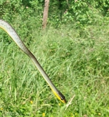 Common Tree Snake sighting