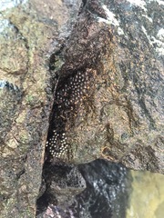 Sachatamia albomaculata