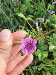 Malva sylvestris