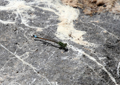Ischnura saharensis