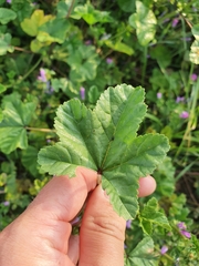 Malva sylvestris