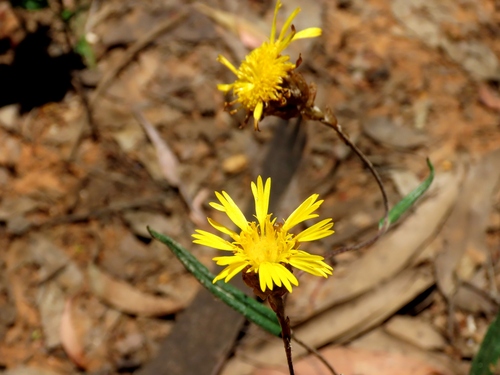 Podolepis decipiens, photograph 6