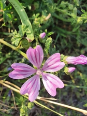 Malva sylvestris