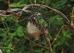 Parachartergus fulgidipennis