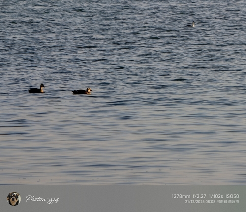 Eastern Spot-billed Duck