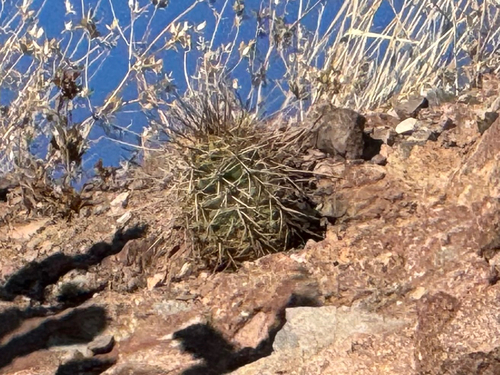 Echinocereus arizonicus