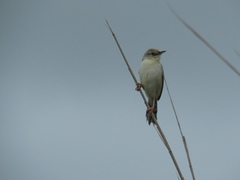 Cisticola galactotes galactotes