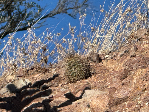 Echinocereus arizonicus