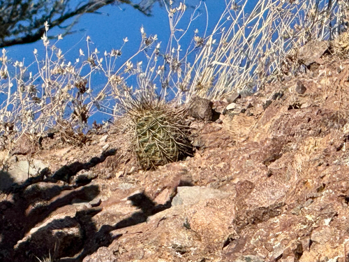 Echinocereus arizonicus