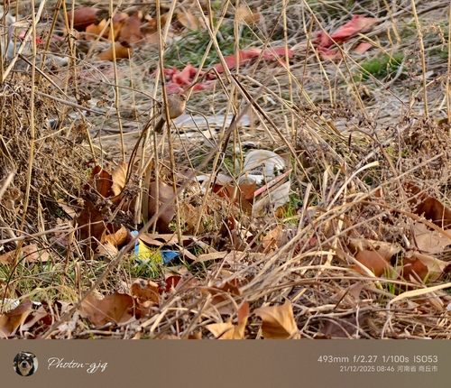 Vinous-throated Parrotbill