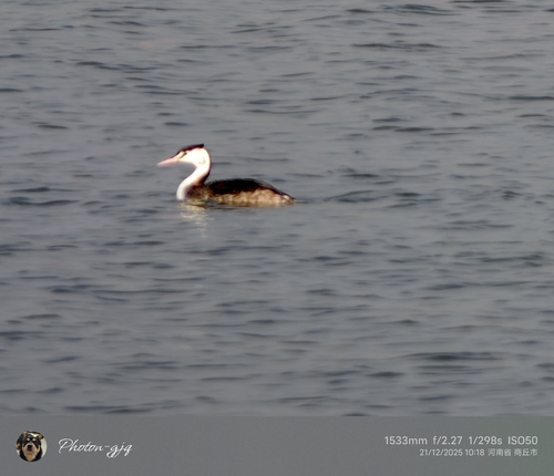 Great Crested Grebe