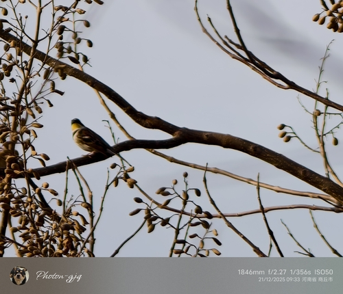 Yellow-throated Bunting