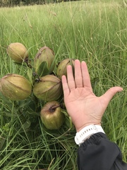 Pachycarpus grandiflorus