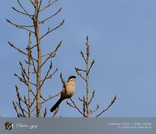 Long-tailed Shrike