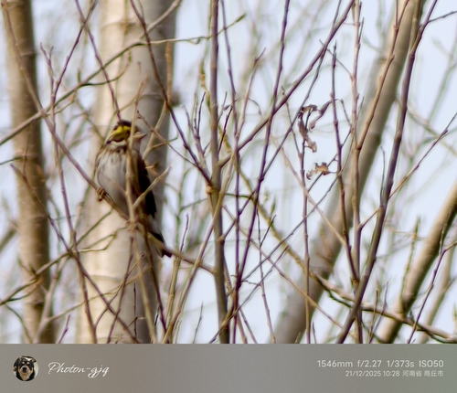 Yellow-browed Bunting