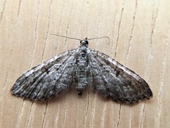 Eupithecia graefii