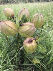 Pachycarpus grandiflorus