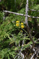 Bupleurum densiflorum