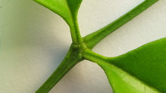 Zanthoxylum petiolare