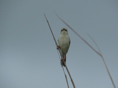 Cisticola galactotes galactotes