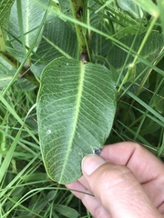 Pachycarpus grandiflorus