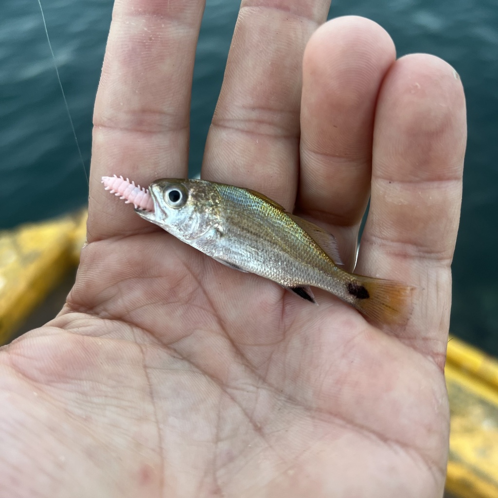 Bluestreak drum (Elattarchus archidium) — Sciaenidae