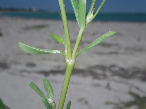 Blutaparon vermiculare