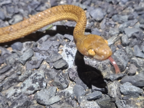 Brown Tree Snake sighting