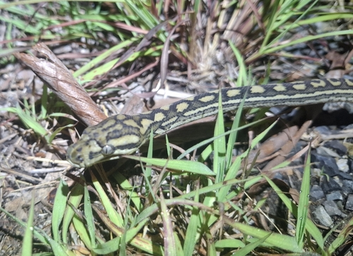 Coastal Carpet Python sighting