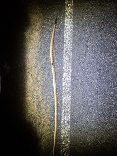 Black-headed Python sighting