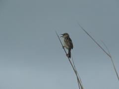 Cisticola galactotes galactotes