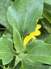 Condylostylus pruinosus