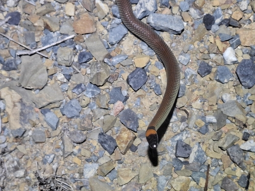 Red-naped Snake sighting