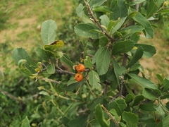 Cordia quercifolia