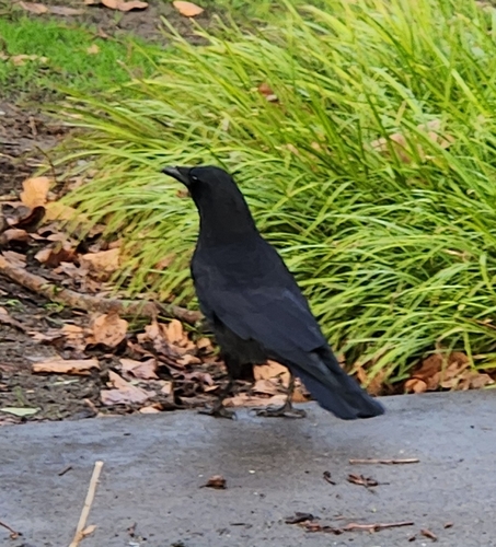 American Crow