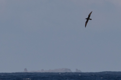 Puffinus auricularis