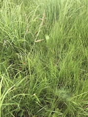 Aspidoglossum woodii