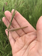Aspidoglossum woodii